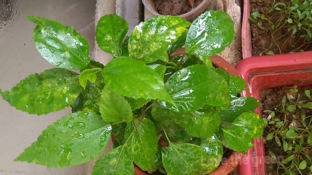 How to treat yellow leaf spot / Treatment of fungal infection of leaf / #lovethegreen смотреть онлайн