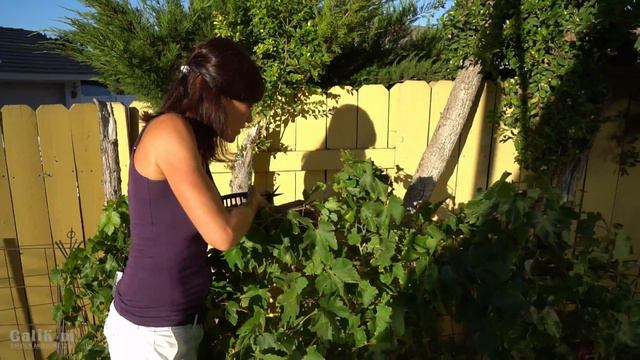 Grape Harvest from 3 Year Old Neglected Vines - Finally!