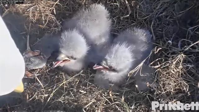~ WSPANIAŁA MATKA - HARRIET , ŚWIETNIE PORADZIŁA SOBIE Z KARMIENIEM PISKLAKÓW ~ FLORYDA смотреть онлайн