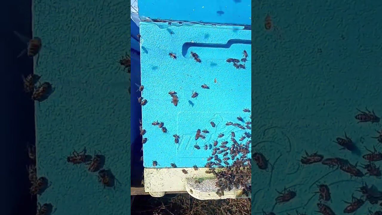 Скоро весна.10.02.24. смотреть онлайн