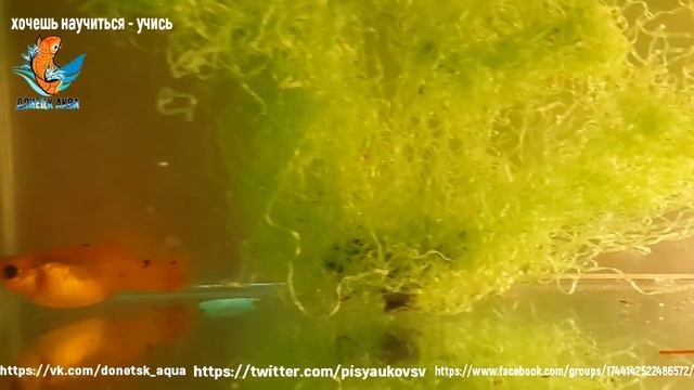 желтая моллинезия, содержание, размножение, acuaristica, akvarier, Aquaristik смотреть онлайн