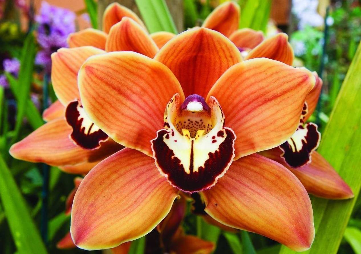 Цимбидиум Cymbidium РЕЛАКС ТЕРАПИЯ ИМПРОВИЗАЦИЯ композитор Виктор Анохин #piano #instrumental #цветы