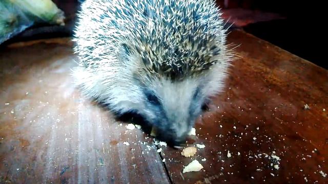 Ёжик кушает