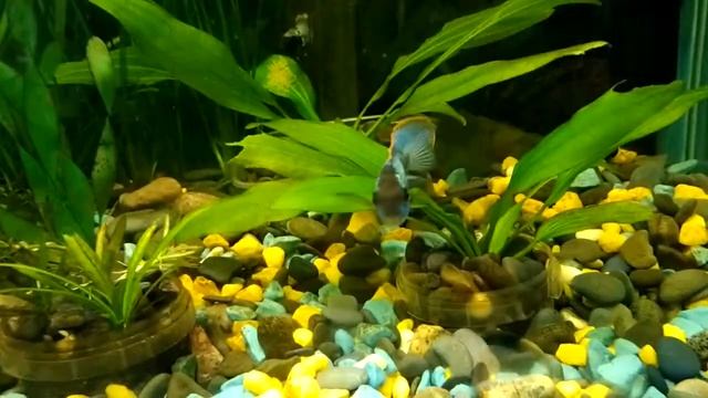 Нанакары, нерест молодой пары смотреть онлайн