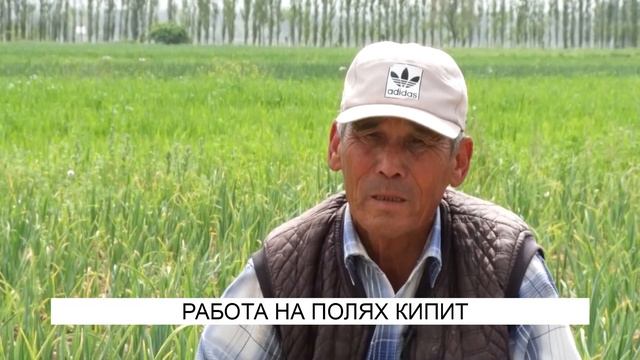 Работа на полях кипит...
