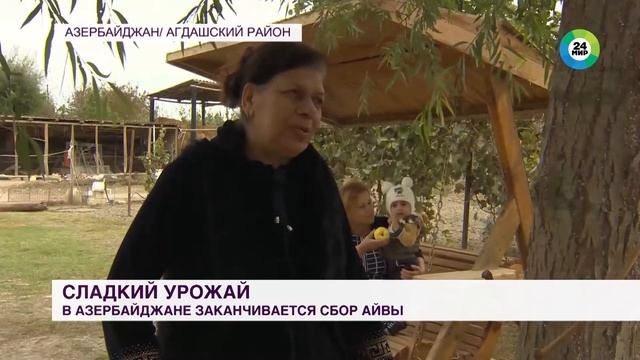 Сладкий урожай: в Азербайджане заканчивается сбор айвы смотреть онлайн