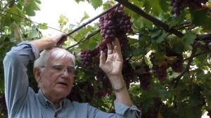 Сорт винограда ПГ-12 (Памяти Голодриги, он же Шоколадный)