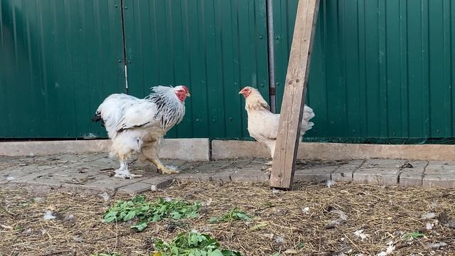 Вывел петуха из заключения, смех и слезы смотреть онлайн