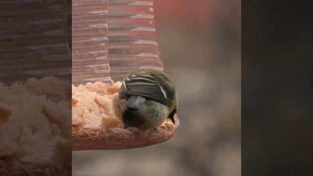 Синица кушает в кормушке смотреть онлайн