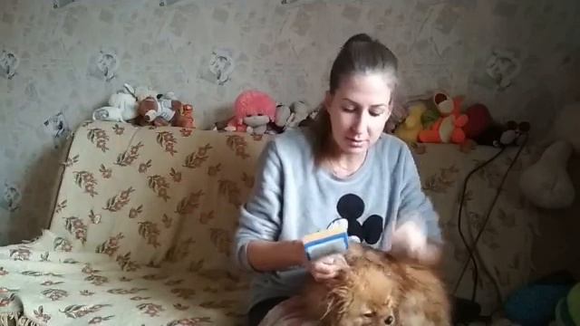 Купаю, расчесываю шпица Лили Сан смотреть онлайн