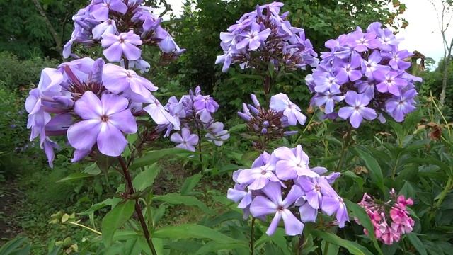 Флокс метельчатый .Незабываемый Вечер’ (Phlox paniculata ‘Nezabyvaemyj Vecher’)- Репрев Ю.А. смотреть онлайн