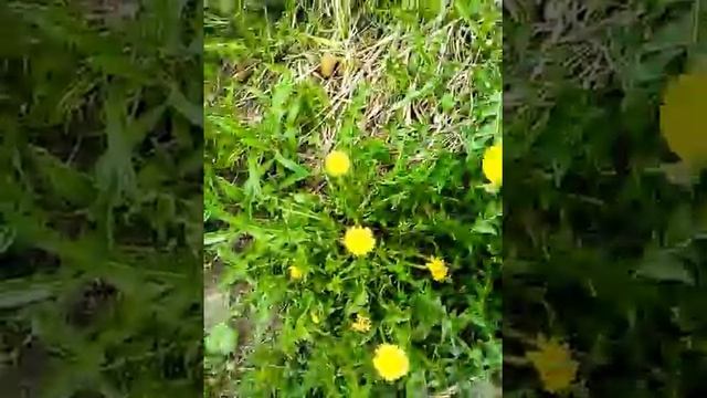 Как очень быстро собрать много одуванчиков для варенья не испачкав руки! смотреть онлайн