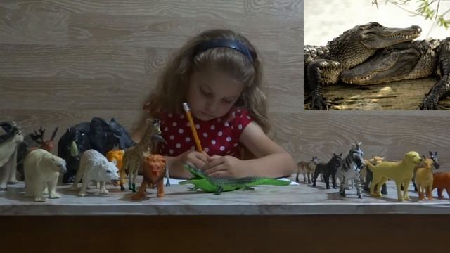 Изучаем диких животных с детьми Крокодил !!!!Интересные факты о крокодиле!!!!! смотреть онлайн
