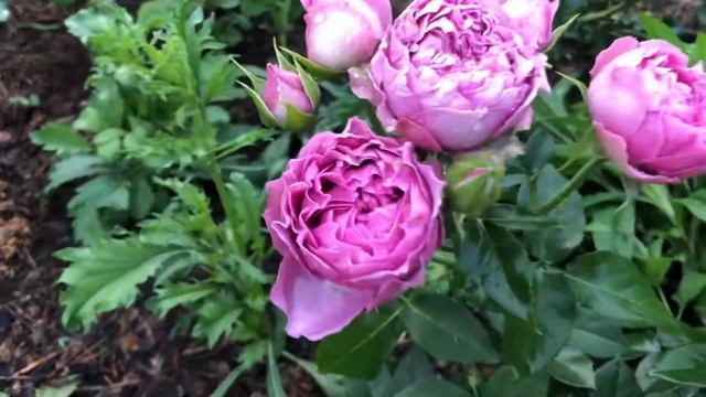 Сочетание розы Клод Брассер и Мисти Бабблс смотреть онлайн