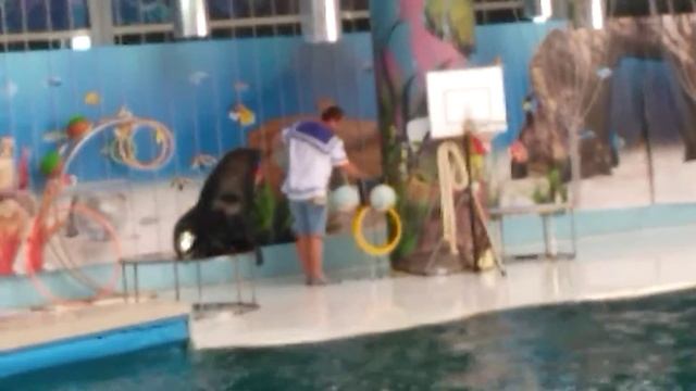 Морские львы на арене дельфинария ефпатории смотреть онлайн