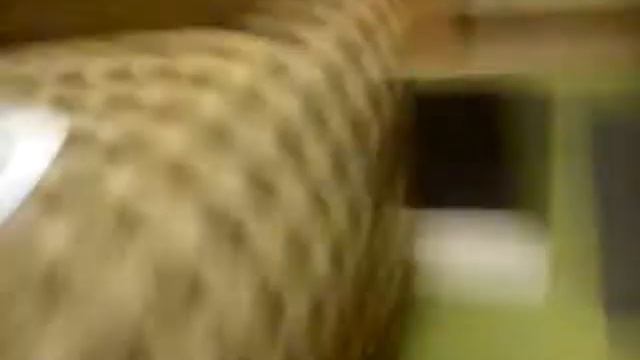 Что это такое может это пришелец?