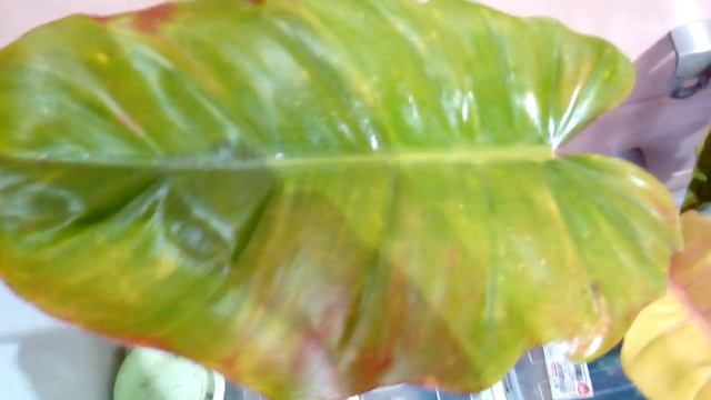 филодендрон Пин Тонг гибрид смотреть онлайн