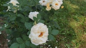 Июльское цветение канадской розы Д. П. Коннел.