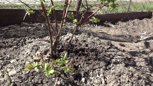 ЖИМОЛОСТЬ съедобная. Лучшие сорта. смотреть онлайн