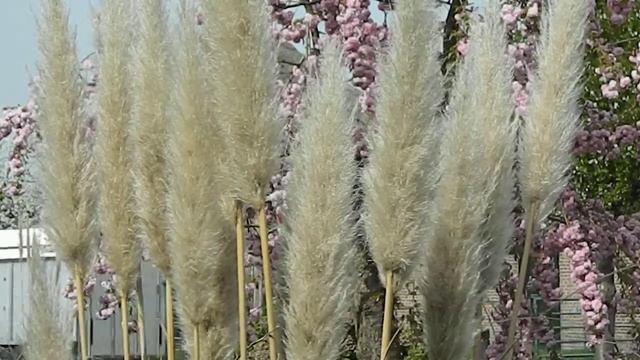 Cortaderia selloana Pumila смотреть онлайн