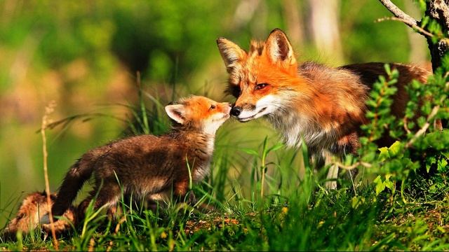 Виктория Вершинина - Мама