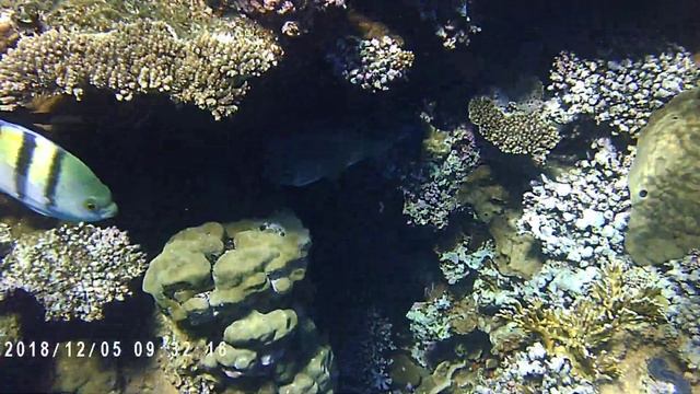 Рыбы Красного моря. Diodon Hystrix (Рыба еж)