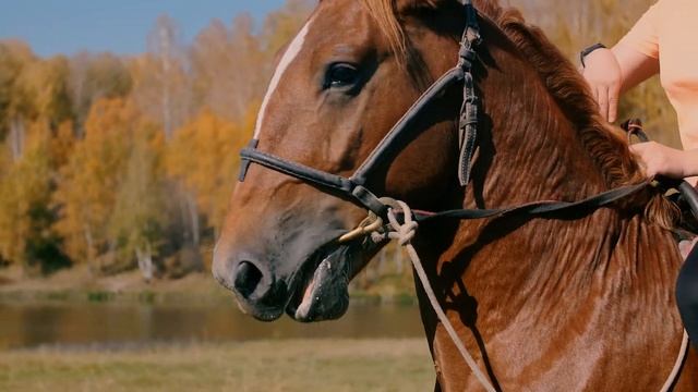КУРОРТ РЯДОМ С ДОМОМ г. Новосибирск КП "ИДИЛЛИЯ" смотреть онлайн
