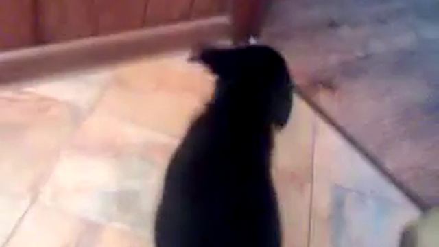 Милашка Лабрик! смотреть онлайн