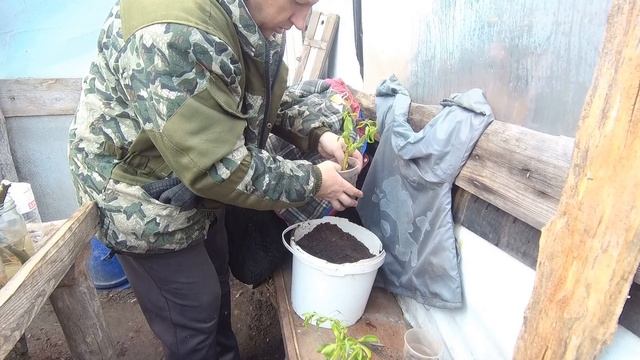 Размножение Ивы КУДРЯВОЙ (МАТСУДАНА)!Ивы ПЛАКУЧЕЙ белой и ВЕРБЫ черенками! смотреть онлайн