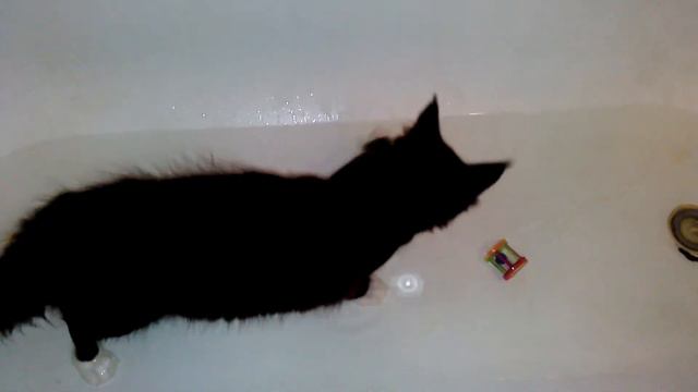 мейн кун SUNSHINE Savagecoon играет с водой 2 смотреть онлайн