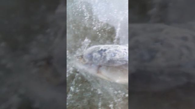 РЫБА ЗАЛЕДЕНЕЛА! Зимняя рыбалка на озере! ❄ ВМЁРЗЛА В ЛЁД! 🐟😨 смотреть онлайн