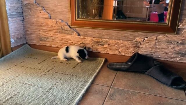 Сколько стоит щенок папильона ? Личный опыт смотреть онлайн