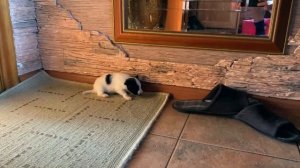 Сколько стоит щенок папильона ? Личный опыт