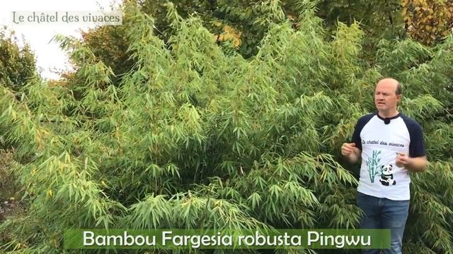 Fargesia robusta Pingwu смотреть онлайн