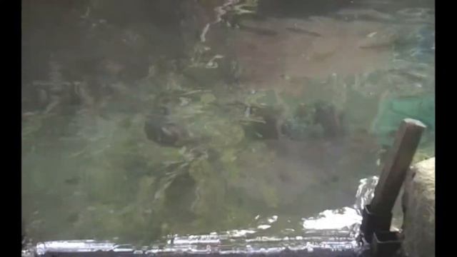 Рыбалка в Кемере смотреть онлайн