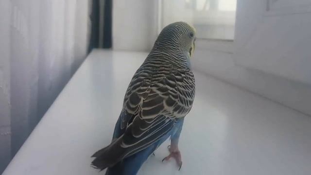 Чудесное пение волнистого попугая. Включайте эту запись вашему попугайчику когда ему скучно смотреть онлайн