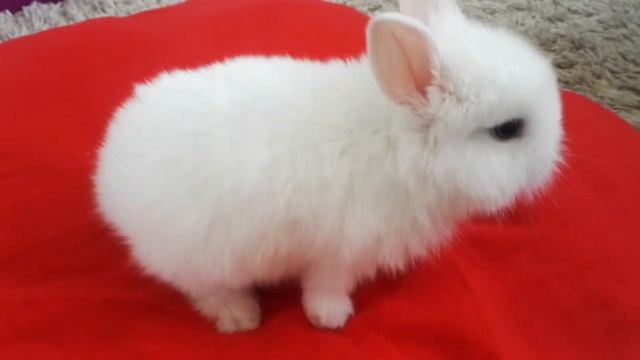 Белый кролик 1 месяц смотреть онлайн