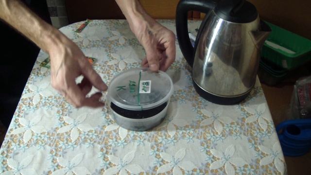 Бархатцы. Посев с кипятком! Всходы на 3 сутки смотреть онлайн