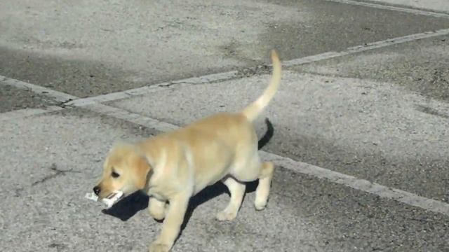 Cashew A Puppy that Smokes Cigarettes?? смотреть онлайн