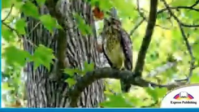 Excel 5 Module 7 p94 ex3 It`s a bird`s Life смотреть онлайн