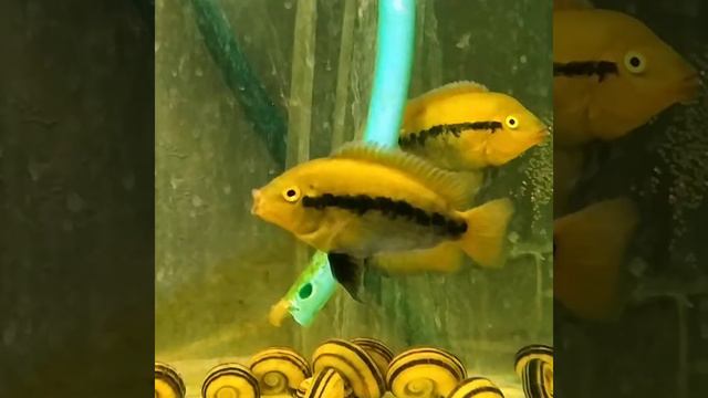 Нерест цихлазома мультиспиноза смотреть онлайн