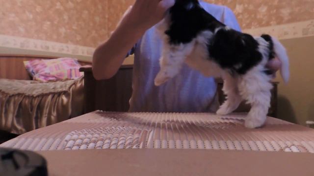 Бивер девочка Вентресс Питомник "ГрэйсКод" смотреть онлайн