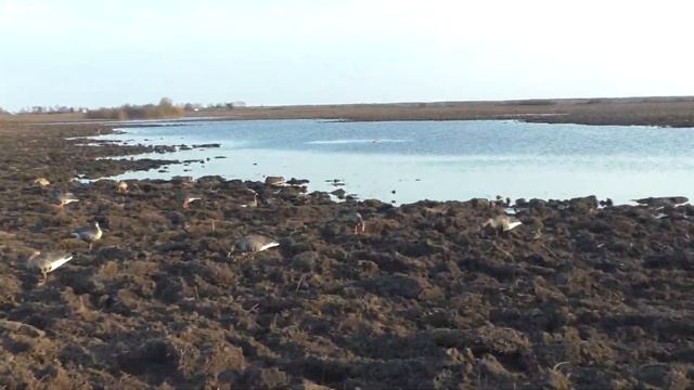 Открытие весенней охоты 2021 Гусь Вальдшнеп смотреть онлайн