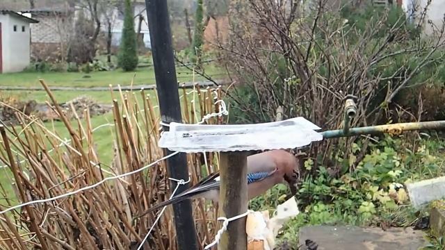 Сойка ворует сало у синиц смотреть онлайн