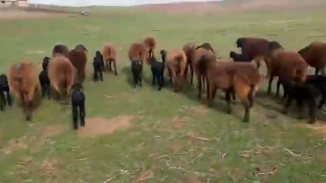 Қозылы қойлар,Барлығы тұсақтар.Бағасы:85000тг.Сарыағаш ауданы Жылға ауылы. Тел: +7 778 209 04 40. смотреть онлайн