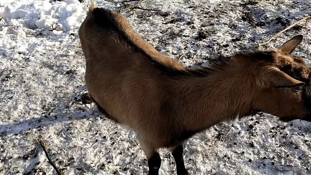 Козы - Гермафродиты// Почему беременная коза воняет как Козёл смотреть онлайн