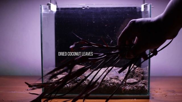 Tutorial mini Biotope Aquascape -Mini Biotope Aquarium for Puntigrus tetrazona смотреть онлайн