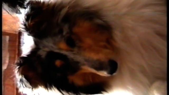 Колли Лира и Шуня, 1999 год смотреть онлайн