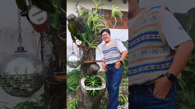 #melanochrysum #philodendron #melanochrysum смотреть онлайн