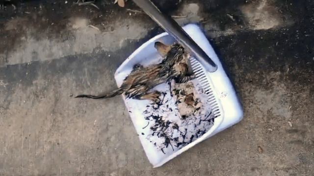 Маленький бездомный кот упал в реку и КРИЧАЛ из последних сил! смотреть онлайн